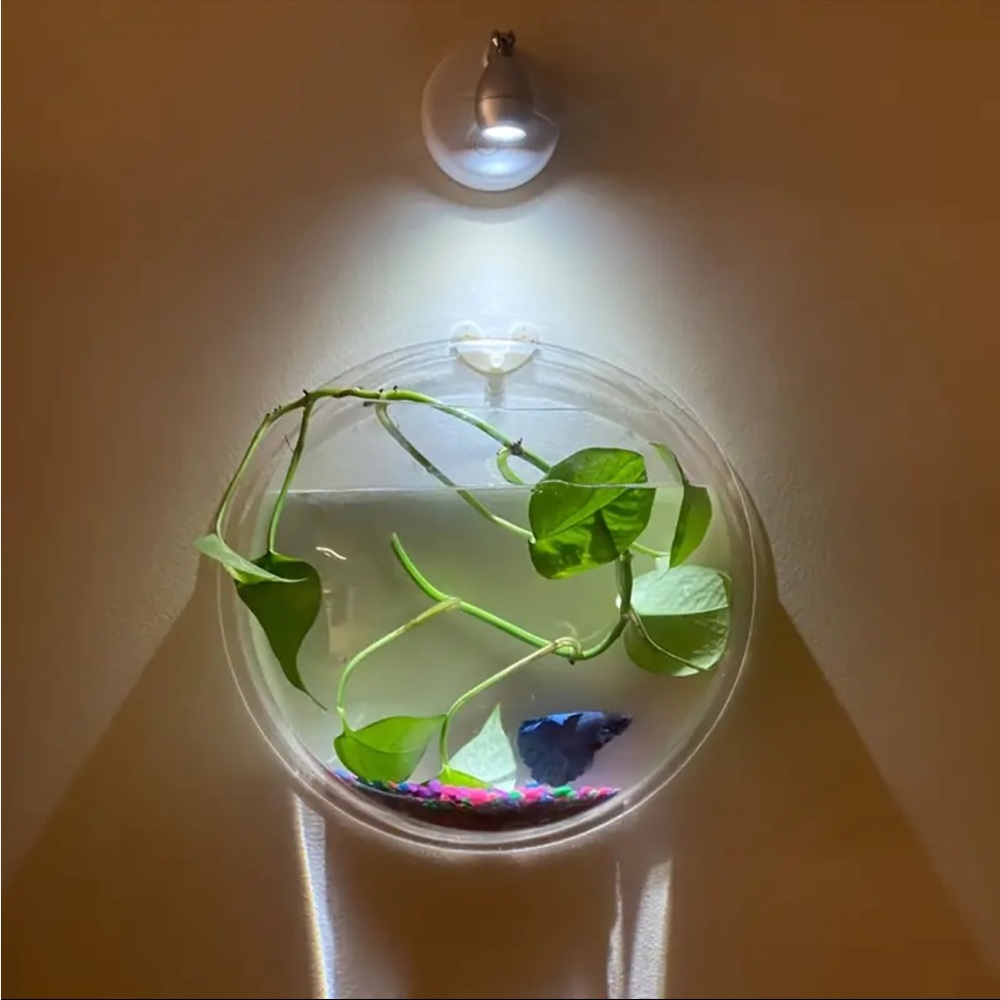 ❗️SOLD❗️2 (TWO) Wall-mounted Decorative Set, Hydroponic Plant Transparent - Picture 10 of 16